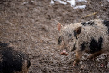A dirty piglet looking from the snowy mud