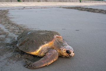 砂浜で産卵を終えて海に帰るアカウミガメ