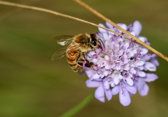 Fototapeta premium ape