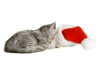 Schlafrndes Kätzchen mit Weihnachtsmütze isoliert auf weißem Grund