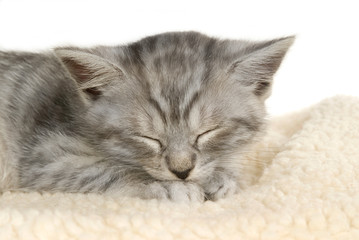 Schlafendes Kätzchen isoliert auf weißem Grund