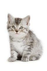 Fototapeta na wymiar Getigertes Kätzchen isoliert auf weißem Grund