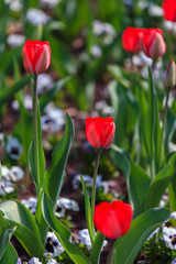 Fototapeta premium Bright spring tulips