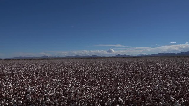 cotton field in bloom, lot of wind, blue sky and moutains in the background