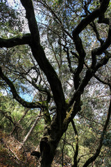 Old oak tree.