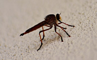 bugs life