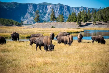 Fotobehang Buffel grazende kudde