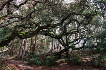 Oak tree reaching branches over a trail.