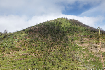 Fototapeta na wymiar El Teide mountain and Orotava valley, Tenerife island, Canary, Spain