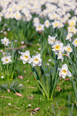 Obraz na płótnie Canvas Beautiful daffodils on sunshine in springtime