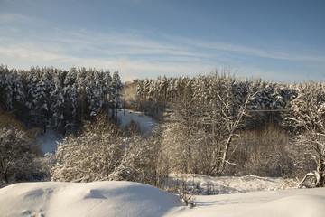 The winter pine forest is covered with snow after snowfall.
