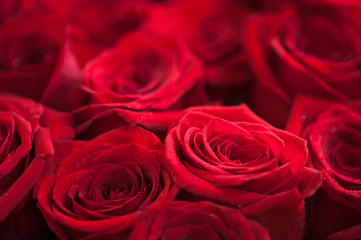 Red roses
