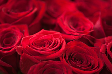 Red roses