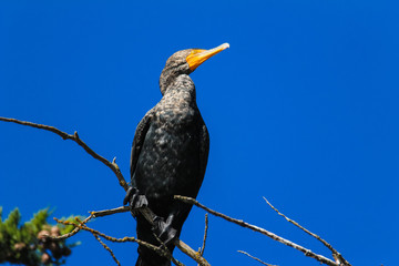 California cormorant with bright blue eyes perches in a tree near the ocean