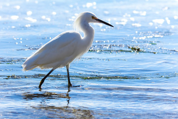 Young snowy egret walks in a tidepool in California while looking for food