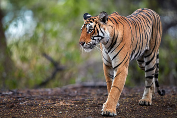 Portrait of wild Bengal tiger, Panthera tigris in its natural habitat. Tigress walking on path, emerging from jungle, perfectly camouflaged. Ranthambore wildlife photography, India.