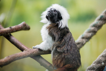 A small monkey of the Cotton-top tamarin breed with a funny mane sits on a tree branch with a green background