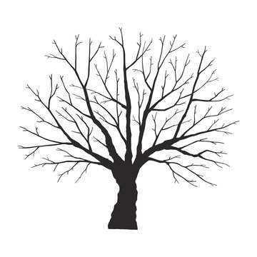Tree silhouette on white background