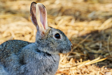 beautiful rabbit on the farm