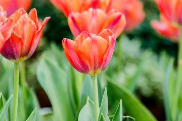 Beautiful tulips in tulip field with bouquet  background