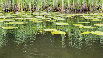 beautiful water lily floating