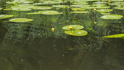beautiful water lily floating