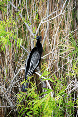 Naklejka premium Anhinga