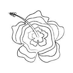 beauty hibiscus flower ornament decoration icon vector illustration sketch image
