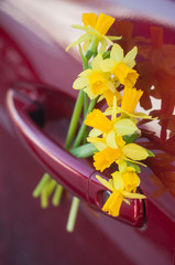 closeup of daffodil flowers in handle car © pixarno