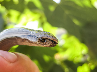 Veretenitsa fragile. Legless lizard. Reptile