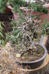 Bonsai with fallen leaves in a bowl.