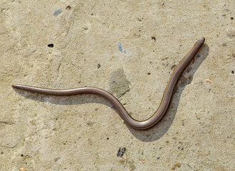 Veretenitsa fragile. Legless lizard. Reptile