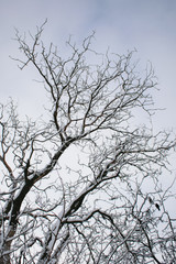 winter trees. Black trees against the sky. Black branches of trees covered with snow. Silhouette of tree, trees. Postcard, wall-paper, decor