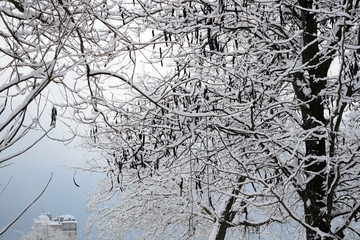 A picturesque landscape on the branches of trees covered with snow, in the background a beautiful house, a castle in a fairy mist. Silhouette of beautiful black trees in winter.
