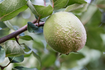 Apfelquitte - unreife Frucht