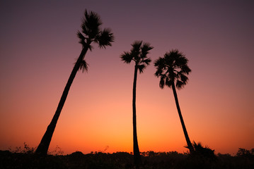 Silhouette of sugar palm tree before sunrise.