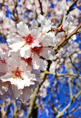 beautiful almond flowers on branch