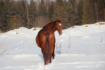 red horse on forest background and white snow