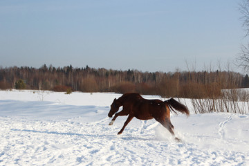 red horse on forest background and white snow