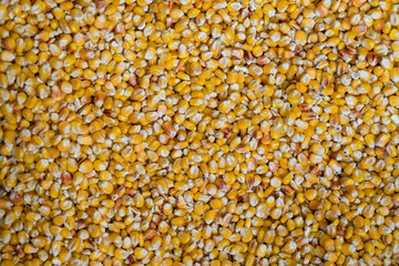 A close-up of yellow corn. Perfect background for raw organic food and farming.