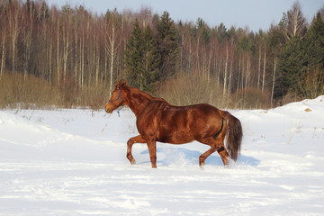 Alone red-haired foal in a snow-covered forest