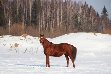 red horse on forest background and white snow