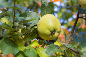 Apfelquitte - Reife Frucht