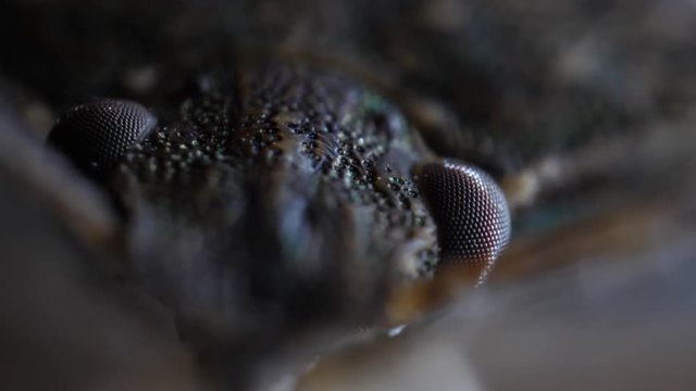 Stink Bug Macro Close Up Extreme on Eye Insect