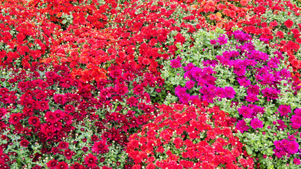 beautiful autumn colorful flowers chrysanthemums