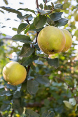 Apfelquitte - Reife Frucht