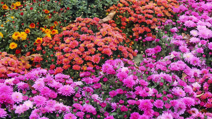 Obraz na płótnie Canvas beautiful autumn colorful flowers chrysanthemums