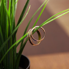 Wedding rings inside a green plant