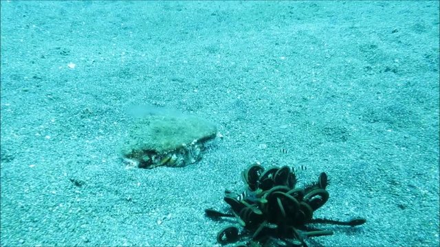 Einsiedlerkrebs, Anemoneneinsiedler (Dardanus pedunculatus), Pintuyan, Panaon Island,Southern Leyte,Philippinen 