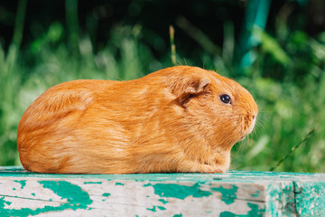 Orange Guinea Pig